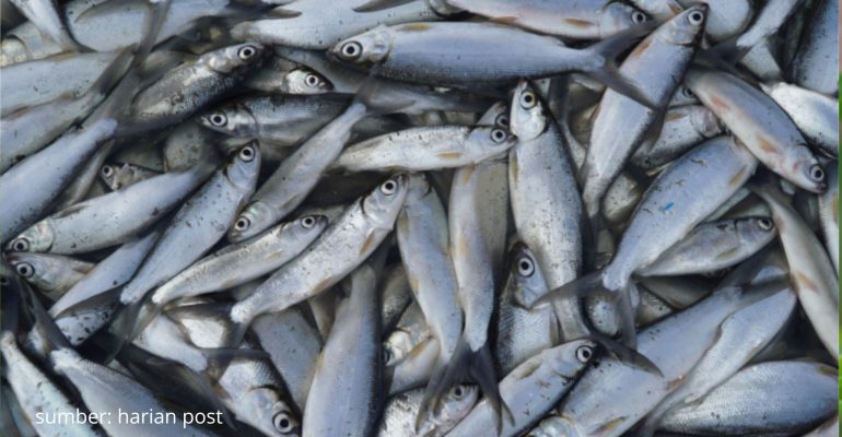 IKAN BANDENG HABITAT, KANDUNGAN, DAN TIPS BUDIDAYA