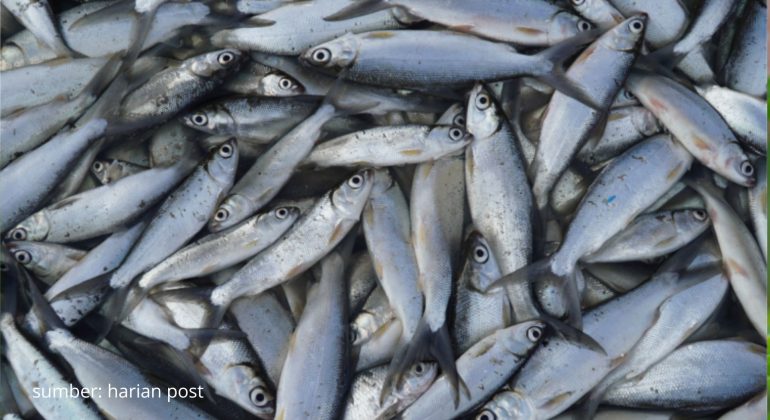 IKAN BANDENG HABITAT, KANDUNGAN, DAN TIPS BUDIDAYA