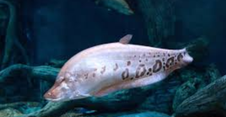 IKAN BELIDA SANG PENARI AIR DARI PERAIRAN NUSANTARA