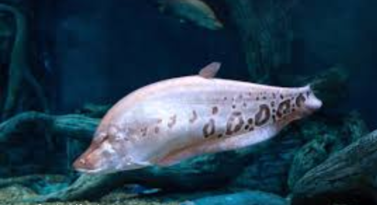 IKAN BELIDA SANG PENARI AIR DARI PERAIRAN NUSANTARA