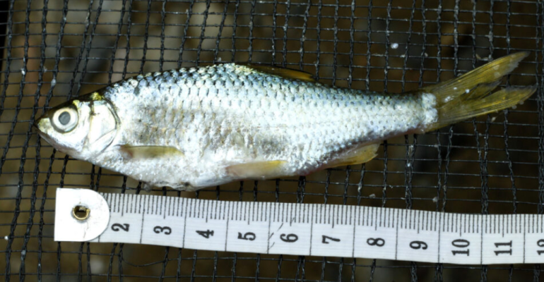 IKAN BILIH PERMATA DANAU SUMATERA YANG TERANCAM PUNAH