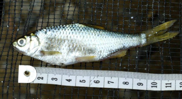 IKAN BILIH PERMATA DANAU SUMATERA YANG TERANCAM PUNAH