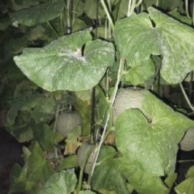 IPB DIGITANI - TANI DAN NELAYAN CENTER IPB UNIVERSITY - BAGAIMANA MENGATASI EMBUN TEPUNG PADA MELON HIDROPONIK DI GREENHOUSE?