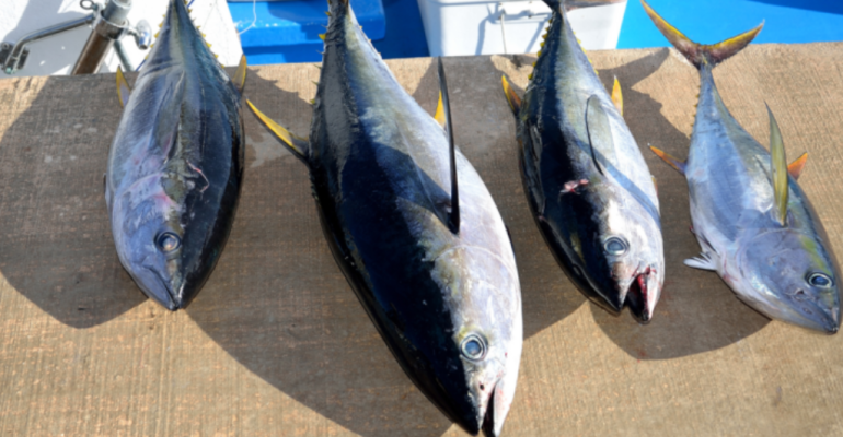 KERUPUK KULIT IKAN TUNA INOVASI CAMILAN LEZAT DAN BERGIZI