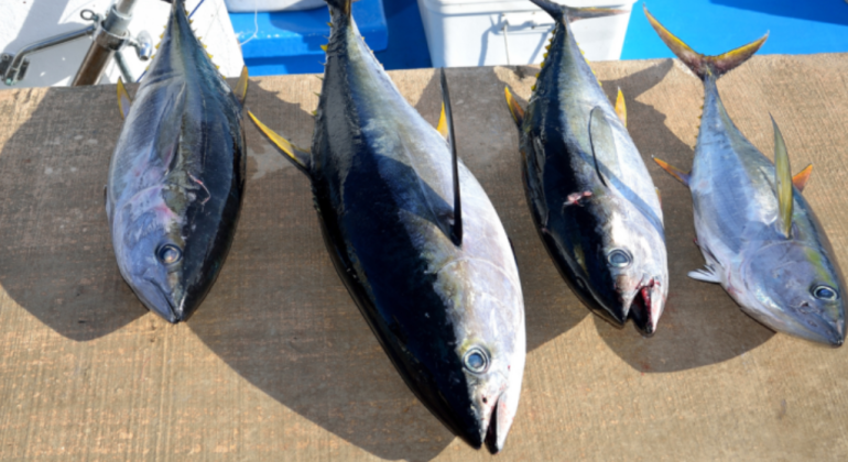 KERUPUK KULIT IKAN TUNA INOVASI CAMILAN LEZAT DAN BERGIZI