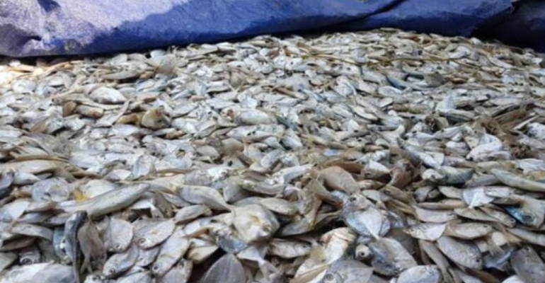 KEUNGGULAN PAKAN BERBASIS IKAN RUCAH