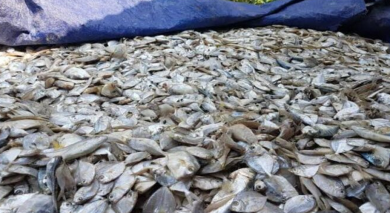KEUNGGULAN PAKAN BERBASIS IKAN RUCAH