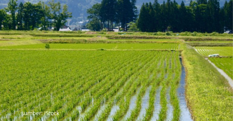 MACAM-MACAM METODE PEMBUATAN CAPLAK SAWAH