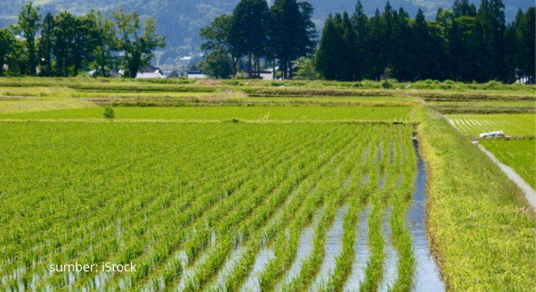 MACAM-MACAM METODE PEMBUATAN CAPLAK SAWAH