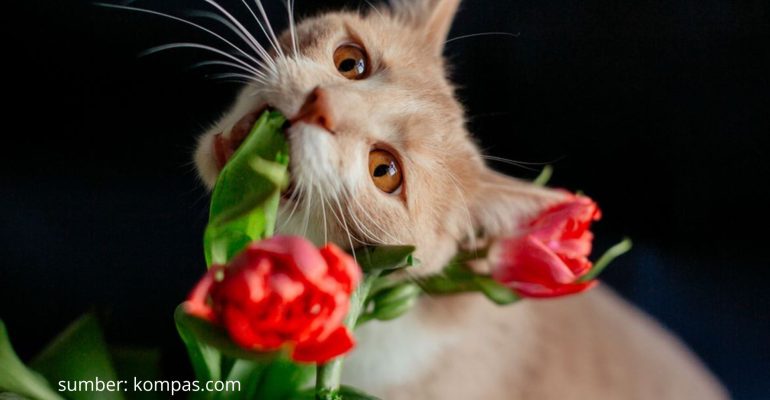 MENGAPA KUCING SAYA SUKA MAKAN DAUN TANAMAN HIAS