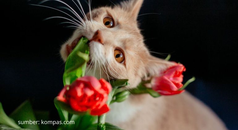 MENGAPA KUCING SAYA SUKA MAKAN DAUN TANAMAN HIAS