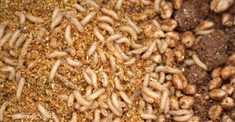 MENGAPA UKURAN MAGGOT BISA BERBEDA