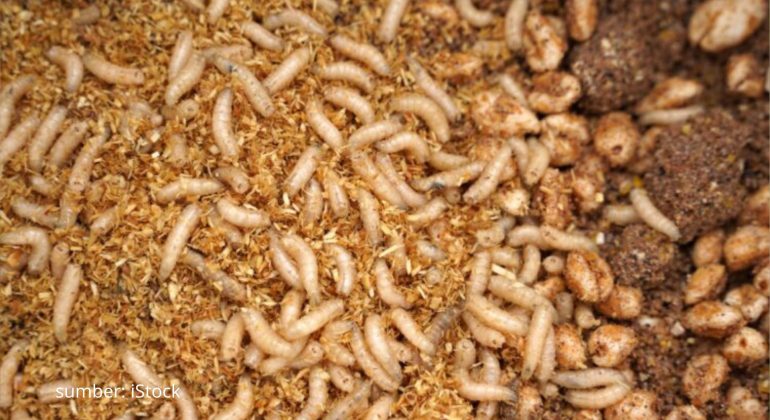 MENGAPA UKURAN MAGGOT BISA BERBEDA