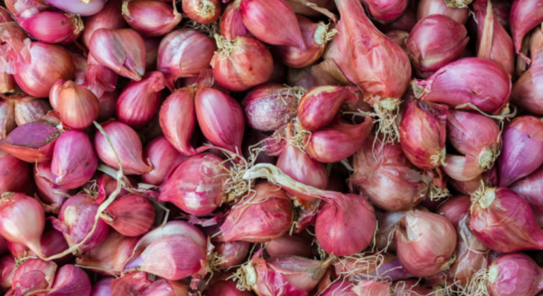 PERALIHAN MUSIM DAN DAMPAKNYA TERHADAP PRODUKSI BAWANG MERAH