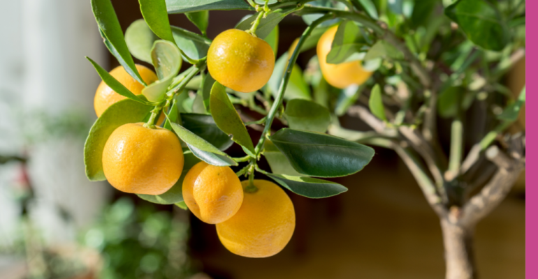 TABULAMPOT BERKEBUN BUAH DI LAHAN TERBATAS