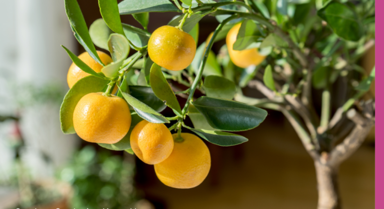 TABULAMPOT BERKEBUN BUAH DI LAHAN TERBATAS