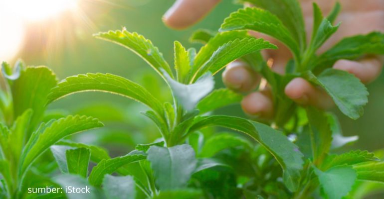 TIPS BUDIDAYA STEVIA UNTUK HASIL PANEN BERKUALITAS