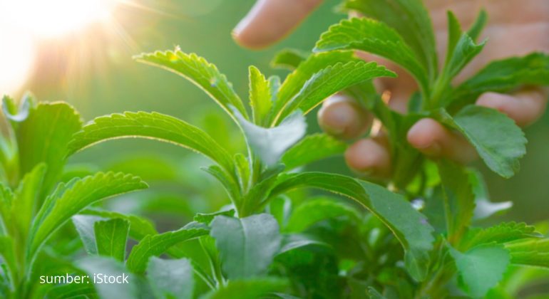 TIPS BUDIDAYA STEVIA UNTUK HASIL PANEN BERKUALITAS