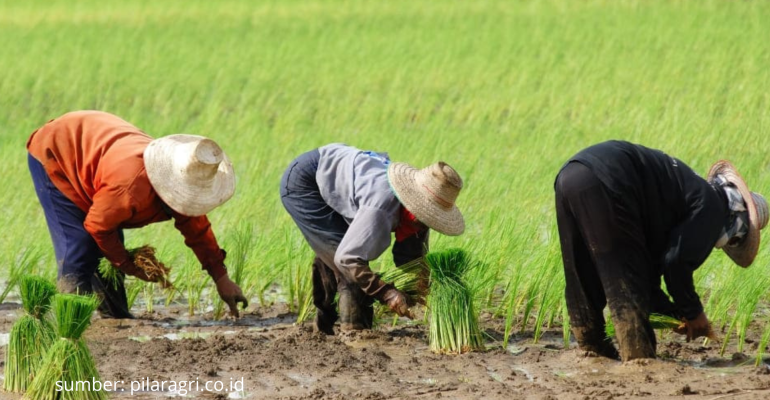 APA SOLUSI AMPUH ATASI SERANGAN TIKUS DI SAWAH