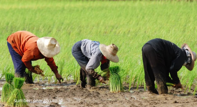 APA SOLUSI AMPUH ATASI SERANGAN TIKUS DI SAWAH