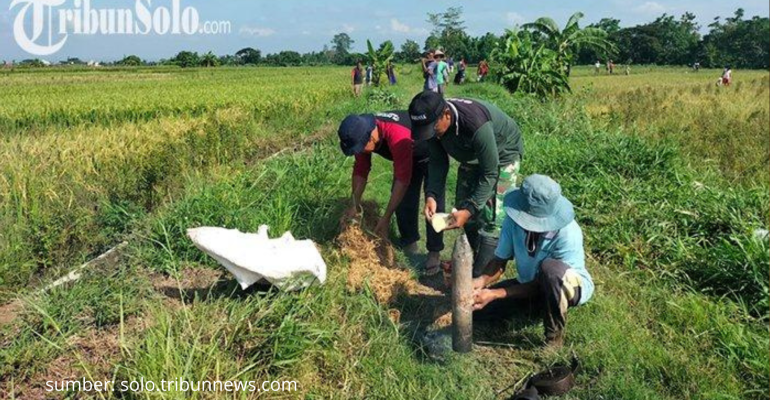 BAGAIMANA CARA YANG EFEKTIF KENDALIKAN HAMA TIKUS DI LAHAN PERTANIAN