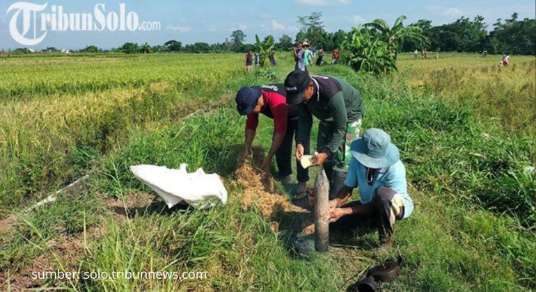 BAGAIMANA CARA YANG EFEKTIF KENDALIKAN HAMA TIKUS DI LAHAN PERTANIAN