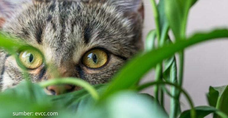 BAGAIMANA MENCEGAH TANAMAN RUSAK AKIBAT ULAH KUCING LIAR