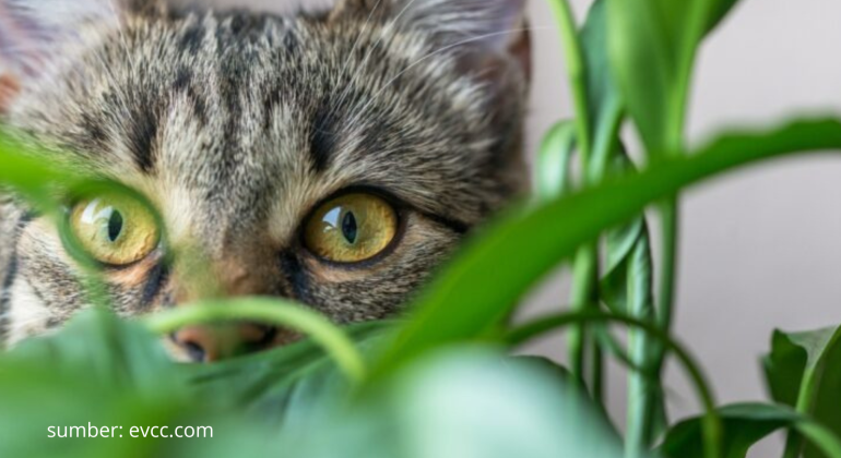 BAGAIMANA MENCEGAH TANAMAN RUSAK AKIBAT ULAH KUCING LIAR