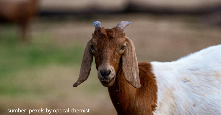 KENAPA KAMBING TETAP KURUS MESKIPUN PAKANNYA SUDAH CUKUP