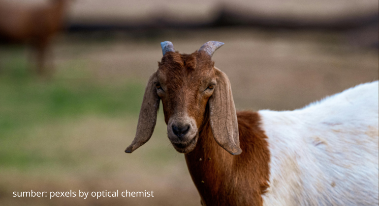 KENAPA KAMBING TETAP KURUS MESKIPUN PAKANNYA SUDAH CUKUP