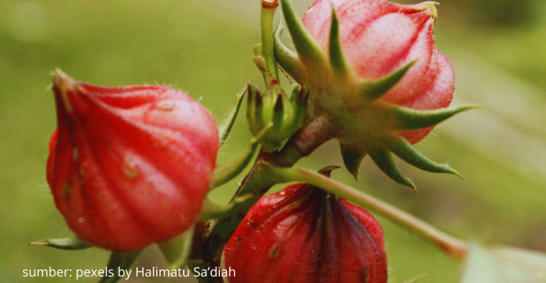 MENGAPA BUNGA ROSELA TUMBUH KERDIL