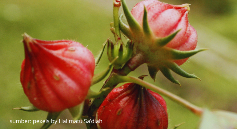 MENGAPA BUNGA ROSELA TUMBUH KERDIL