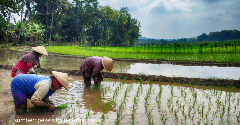 NUTRISI APA YANG TEPAT UNTUK PERBANYAK ANAKAN PADI
