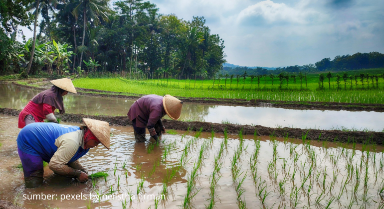 NUTRISI APA YANG TEPAT UNTUK PERBANYAK ANAKAN PADI