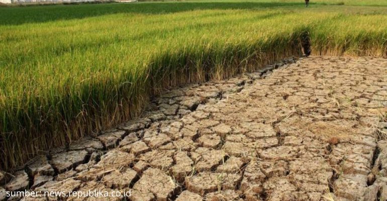 APA JENIS PADI TERBAIK UNTUK DITANAM DI LAHAN KERING