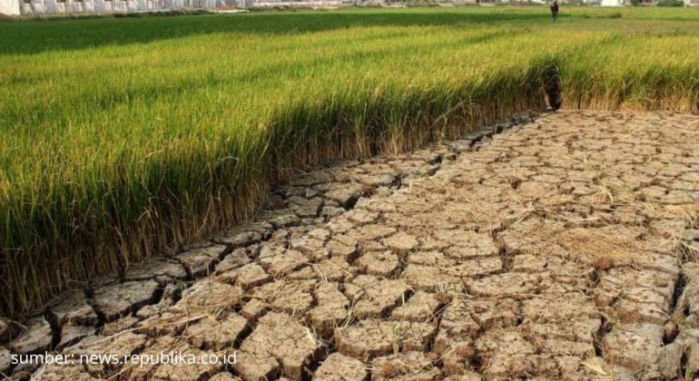 APA JENIS PADI TERBAIK UNTUK DITANAM DI LAHAN KERING