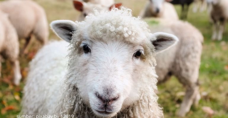 APA SAJA CIRI-CIRI KAMBING YANG SEDANG BERAHI