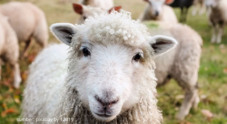 APA SAJA CIRI-CIRI KAMBING YANG SEDANG BERAHI