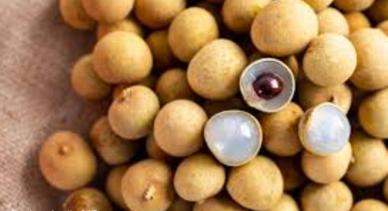 BAGAIMANA CARA MEMBUAT BOOSTER KELENGKENG KRISTAL AGAR BERBUAH OPTIMAL