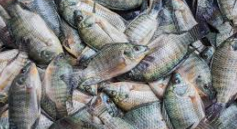 CARI TAHU TIPS MENJAGA KESEGARAN IKAN SETELAH DITANGKAP