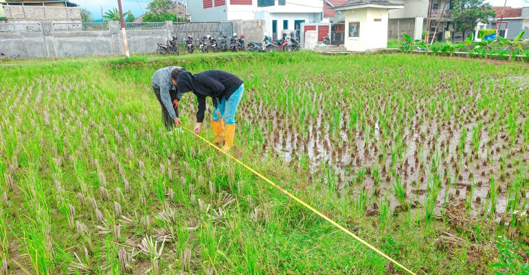 IPB DIGITANI - TANI DAN NELAYAN CENTER IPB UNIVERSITY - INI PENTINGNYA PENGUKURAN LAHAN SEBELUM MULAI BUDIDAYA