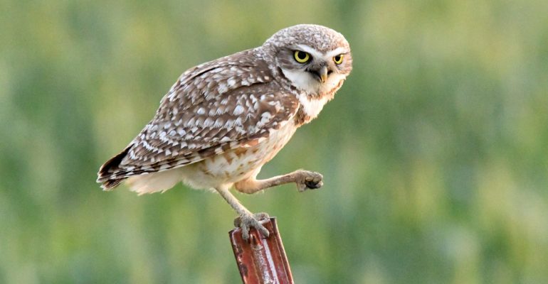 IPB DIGITANI - TANI DAN NELAYAN CENTER IPB UNIVERSITY - MENGAPA BURUNG HANTU TIDAK MAU MASUK RUMAH BUATAN?