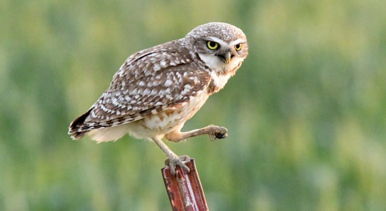 IPB DIGITANI - TANI DAN NELAYAN CENTER IPB UNIVERSITY - MENGAPA BURUNG HANTU TIDAK MAU MASUK RUMAH BUATAN?