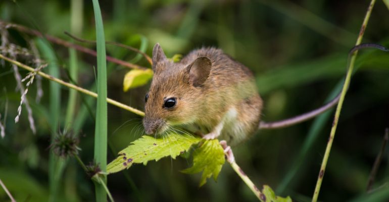 IPB DIGITANI - TANI DAN NELAYAN CENTER IPB UNIVERSITY - APA SAJA CARA EFEKTIF UNTUK KENDALIKAN TIKUS PADA PADI?