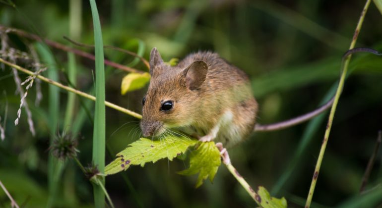 IPB DIGITANI - TANI DAN NELAYAN CENTER IPB UNIVERSITY - APA SAJA CARA EFEKTIF UNTUK KENDALIKAN TIKUS PADA PADI?