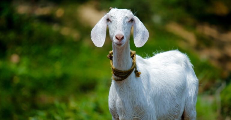 IPB DIGITANI - TANI DAN NELAYAN CENTER IPB UNIVERSITY - APA SAJA CIRI-CIRI KAMBING YANG SEDANG BERAHI?
