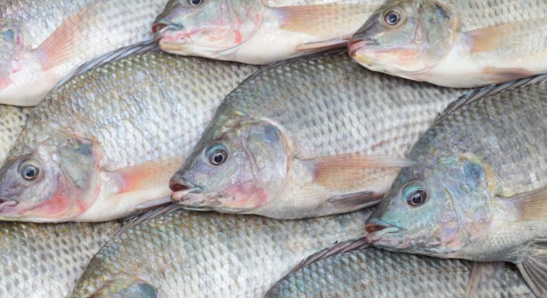 IPB DIGITANI - TANI DAN NELAYAN CENTER IPB UNIVERSITY - MENGAPA BENIH IKAN NILA MENDADAK MATI?