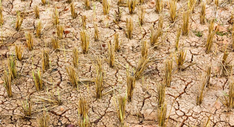 IPB DIGITANI - TANI DAN NELAYAN CENTER IPB UNIVERSITY - APA JENIS PADI TERBAIK UNTUK DITANAM DI LAHAN KERING?