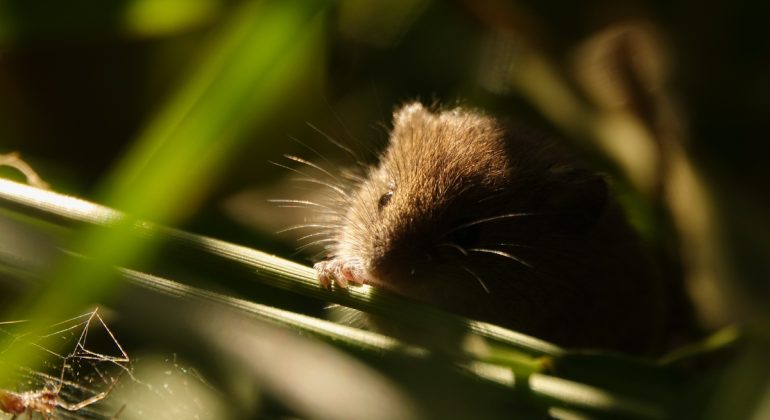 IPB DIGITANI - TANI DAN NELAYAN CENTER IPB UNIVERSITY - BAGAIMANA CARA EFEKTIF MENGATASI HAMA TIKUS DI LAHAN PERTANIAN?