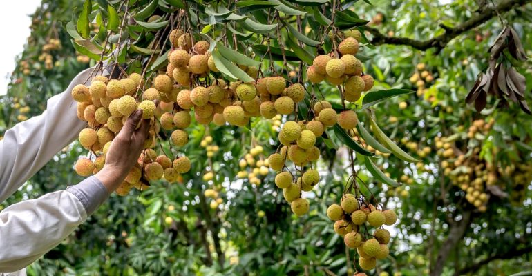 IPB DIGITANI - TANI DAN NELAYAN CENTER IPB UNIVERSITY - APAKAH PENJARANGAN BUAH PERLU DILAKUKAN?